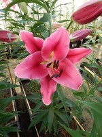 [4186 Largo VZ No02.JPG]